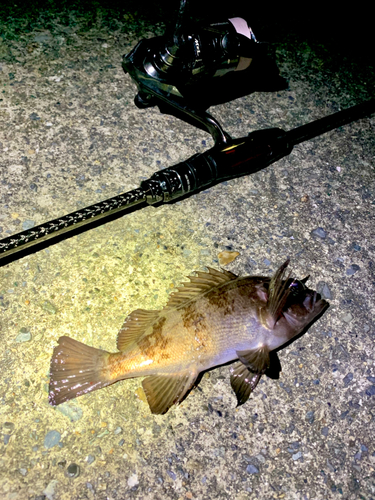 シロメバルの釣果