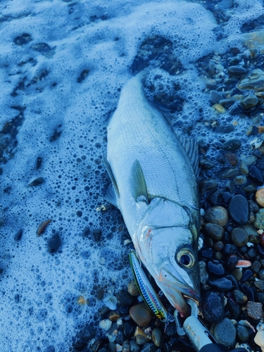 ヒラスズキの釣果