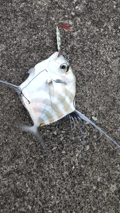 イトヒキアジの釣果