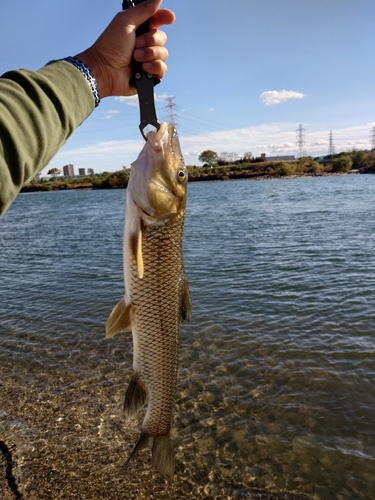 ニゴイの釣果