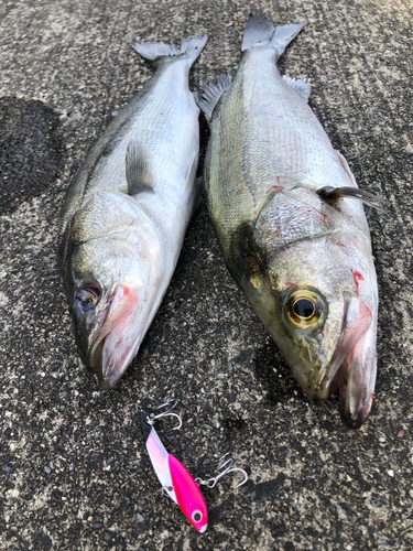 シーバスの釣果