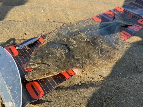 ヒラメの釣果