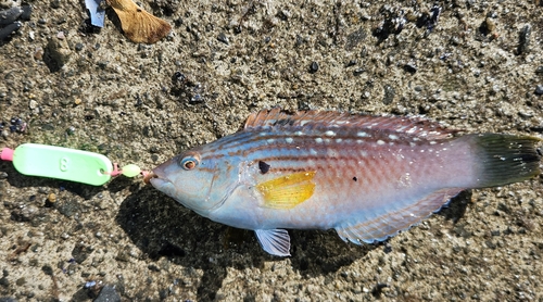 ベラの釣果