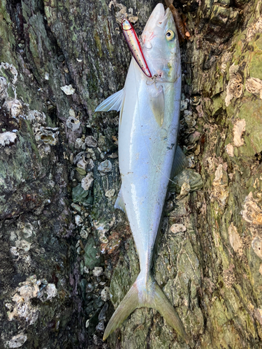 ハマチの釣果