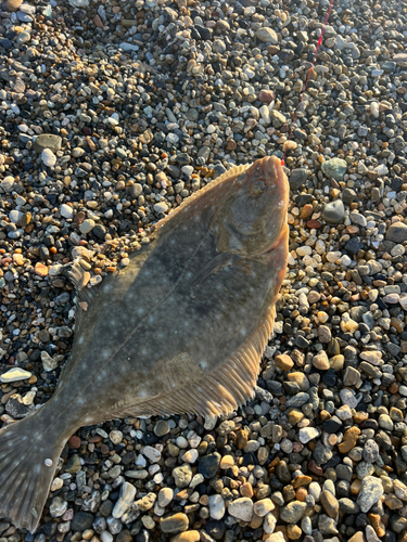 カレイの釣果