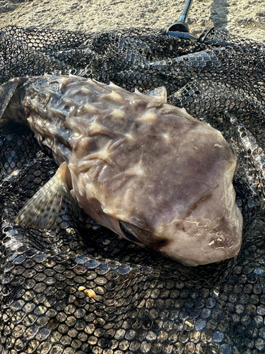 イシガキフグの釣果