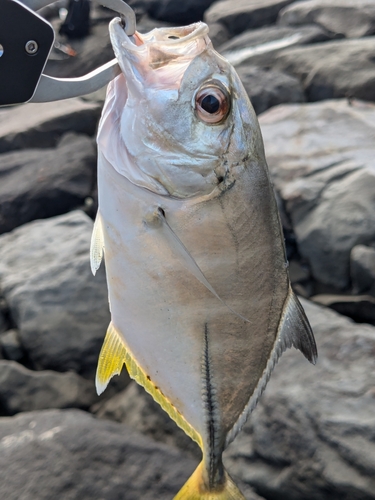 ギンガメアジの釣果