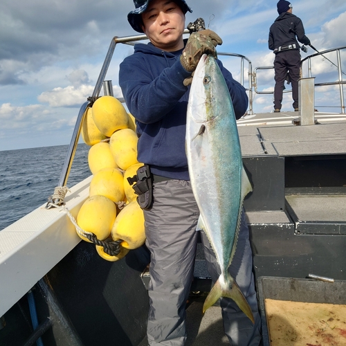 ヒラマサの釣果