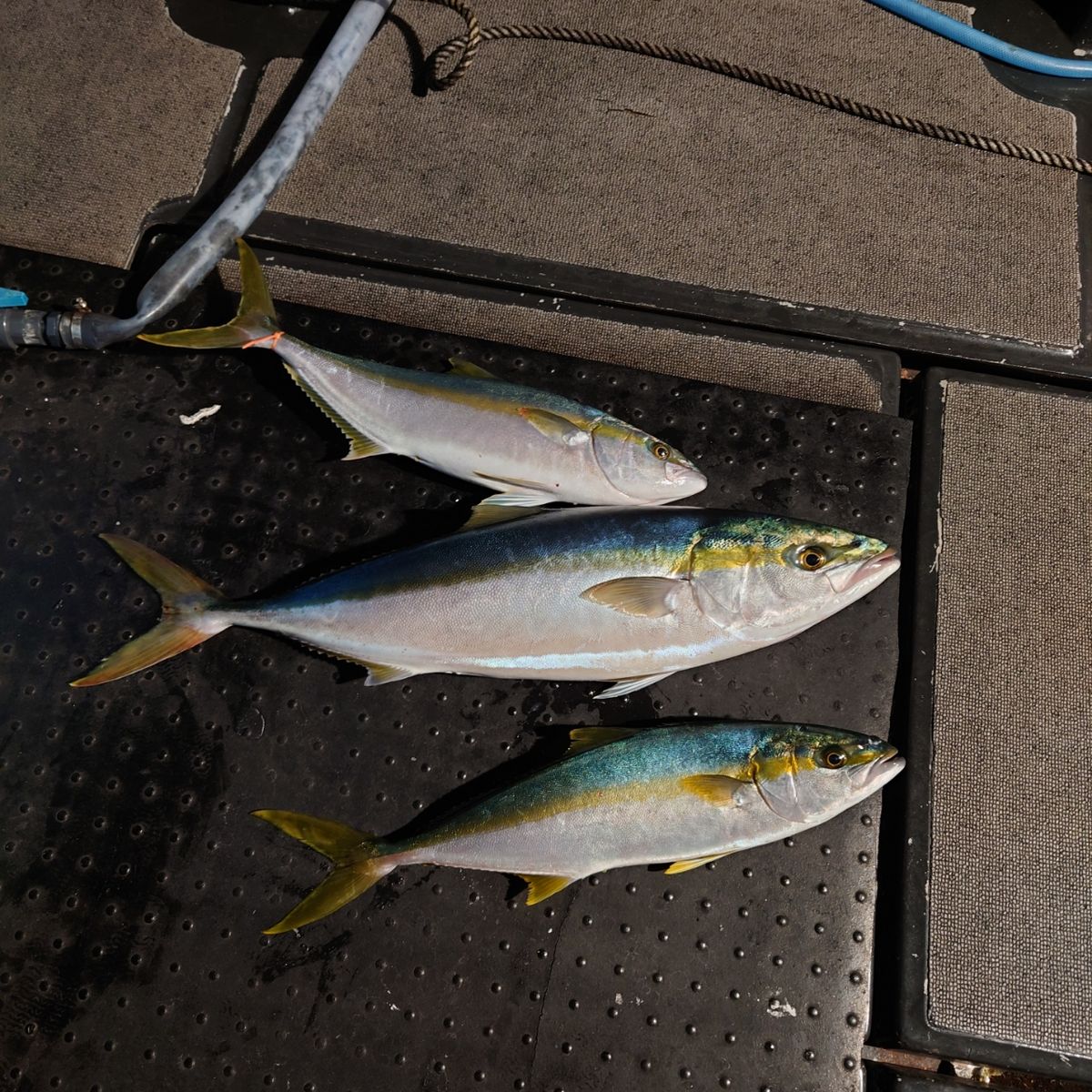 九三丸さんの釣果 3枚目の画像