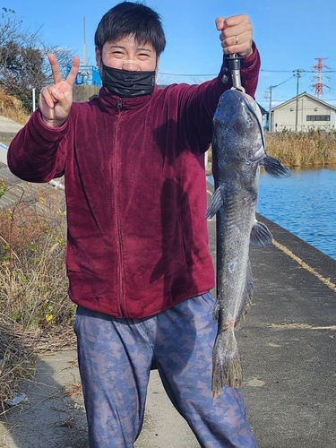 アメリカナマズの釣果