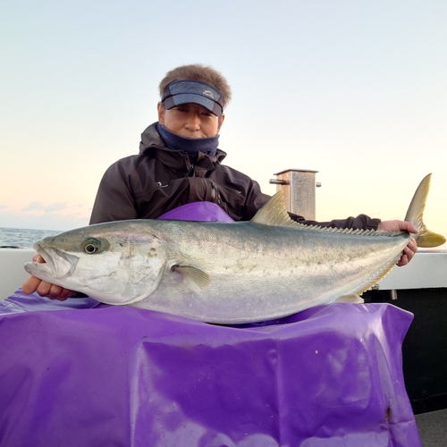 ヒラマサの釣果