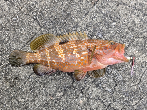 アコウの釣果