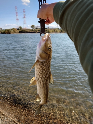 ニゴイの釣果