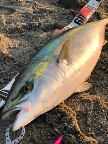 ワラサの釣果