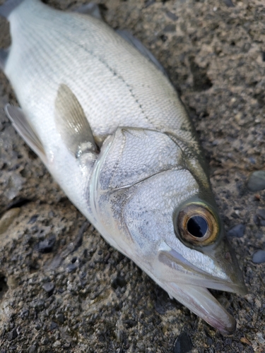 フッコ（ヒラスズキ）の釣果