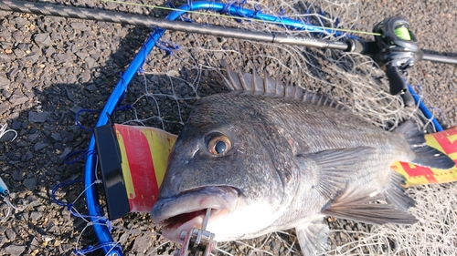 クロダイの釣果