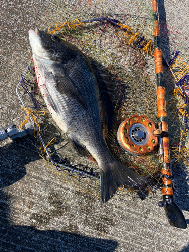 クロダイの釣果