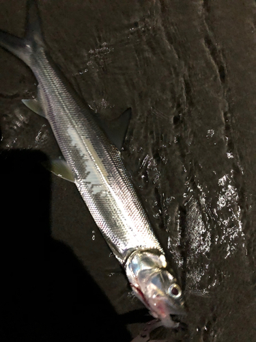 カライワシの釣果