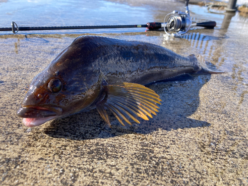 アイナメの釣果