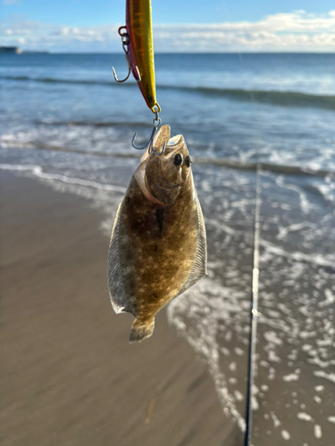 ソゲの釣果