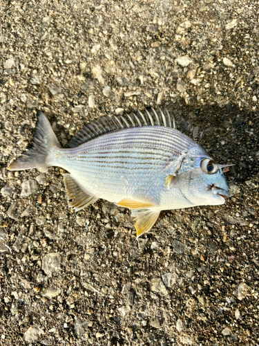 ミナミクロダイの釣果