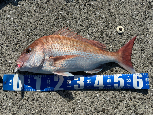 マダイの釣果