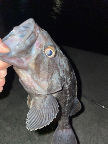 クロソイの釣果