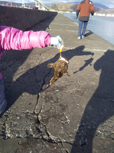 カジカの釣果