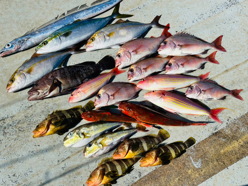 マダイの釣果