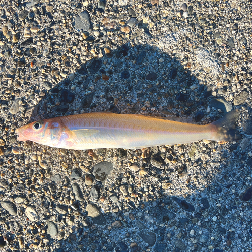 キスの釣果