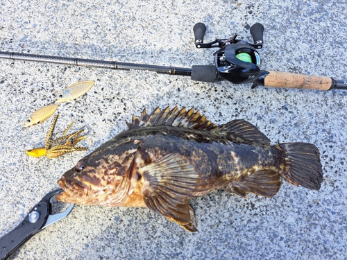 ベッコウゾイの釣果