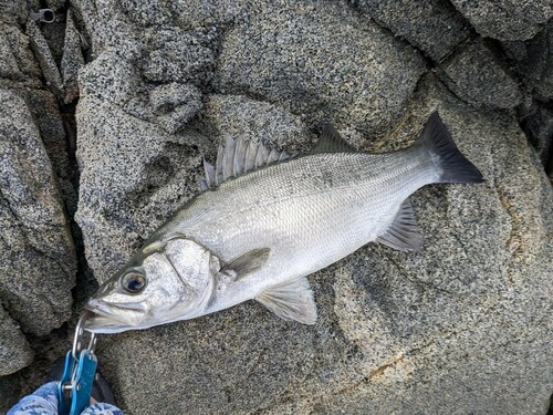 ヒラスズキの釣果