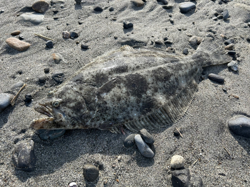 ヒラメの釣果