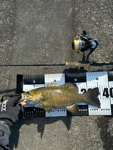 スモールマウスバスの釣果