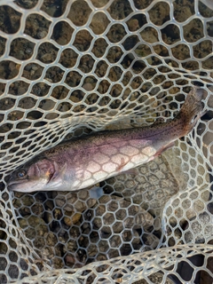 ニジマスの釣果