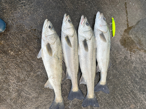 シーバスの釣果