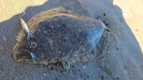 ヒラメの釣果