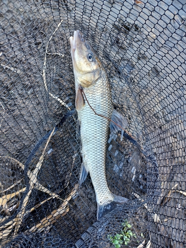 ニゴイの釣果