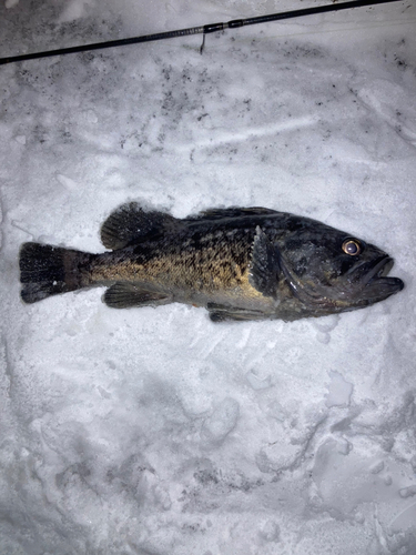 クロソイの釣果