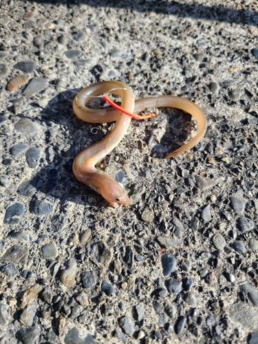 アナゴの釣果