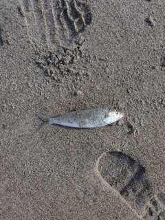 カタボシイワシの釣果