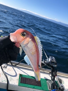 アマダイの釣果