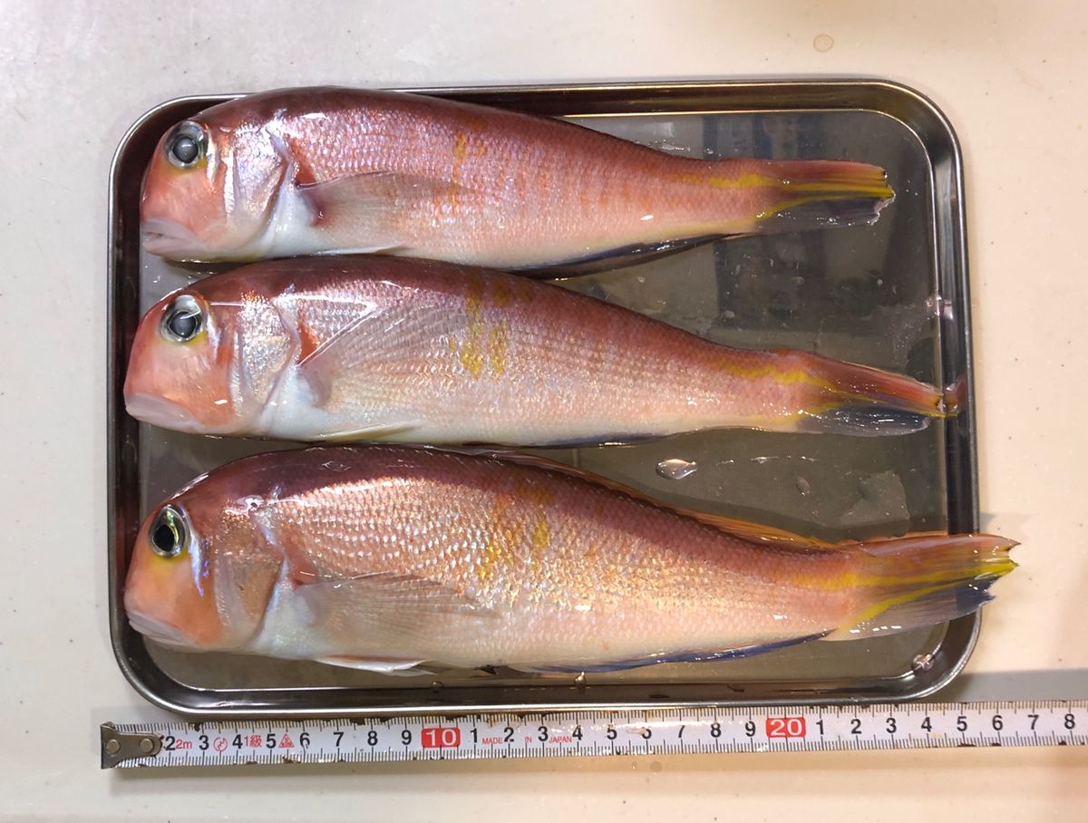 1/144さんの釣果 3枚目の画像