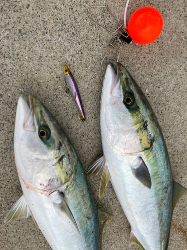 ブリの釣果