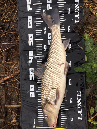 ニゴイの釣果