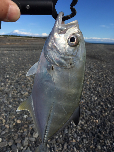 メッキの釣果