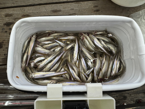 ワカサギの釣果