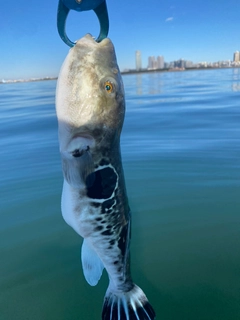 フグの釣果