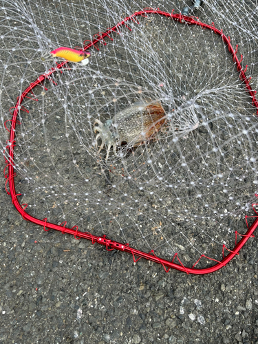 シリヤケイカの釣果