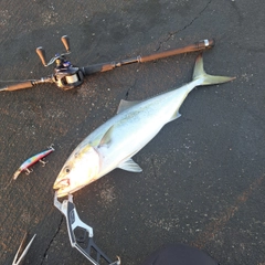 イナダの釣果